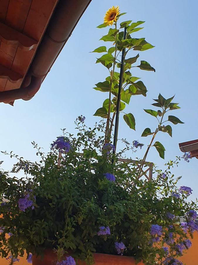 "La Terrazza Di Castiglione" Appartamenti Vacanza 카스틸리오네 델라 페스카이아 외부 사진